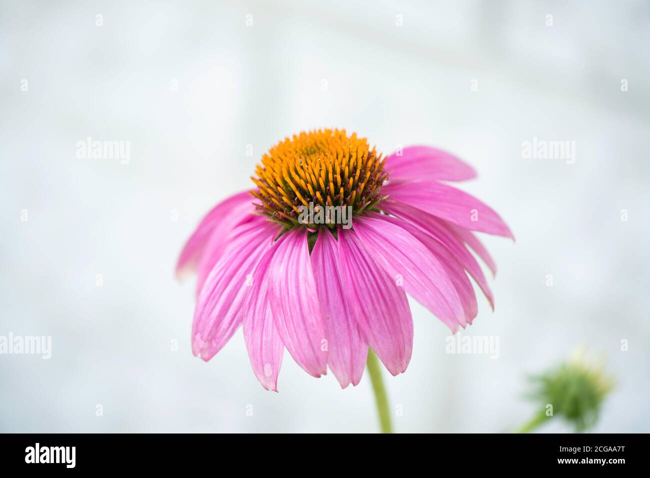 Porpora Coneflower, Echinacea, 'Wild Berry' fiore singolo, primo piano, Stati Uniti. Foto Stock