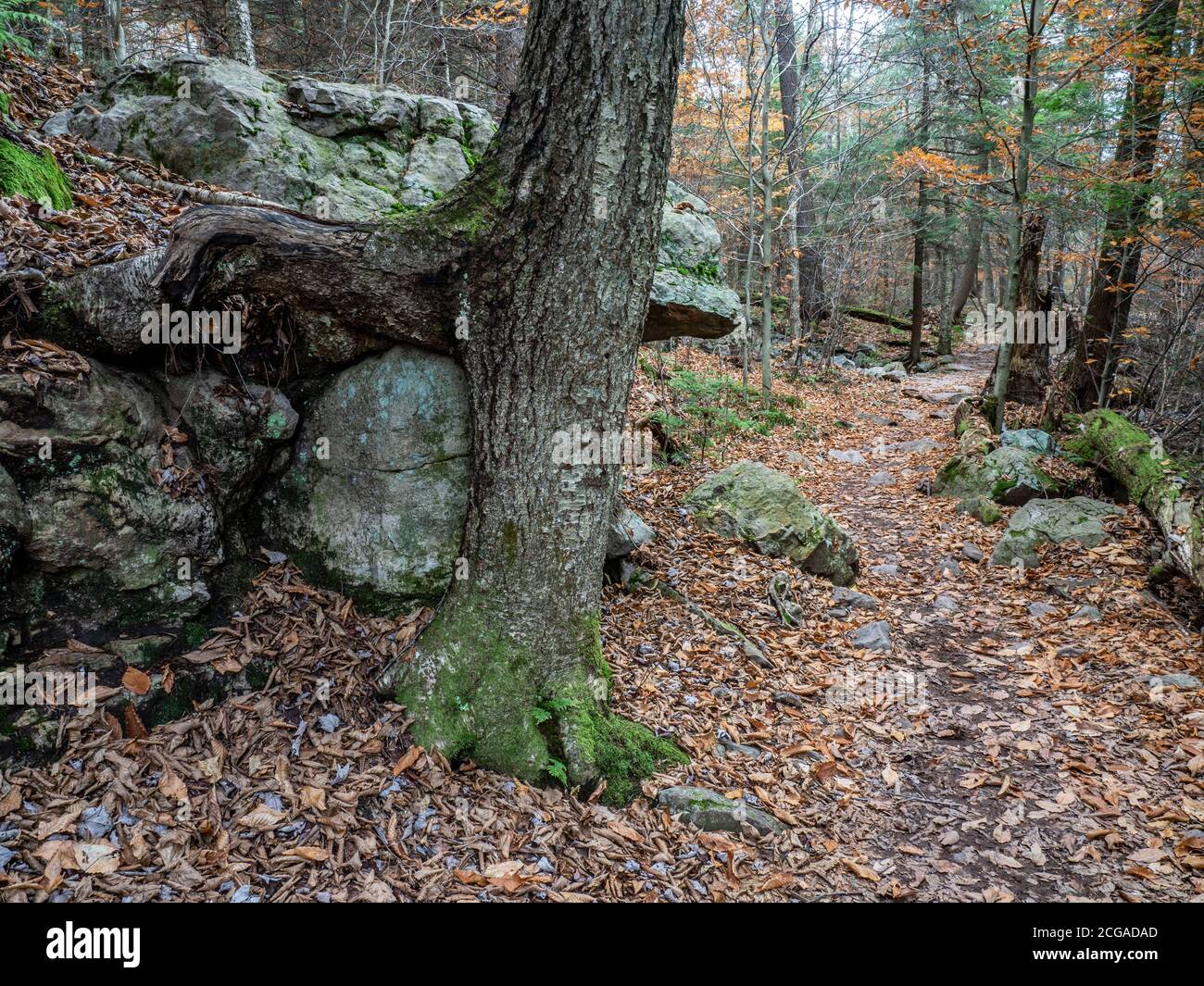 Pathway Ricketts Glen state Park, Pennsylvania, USA Foto Stock