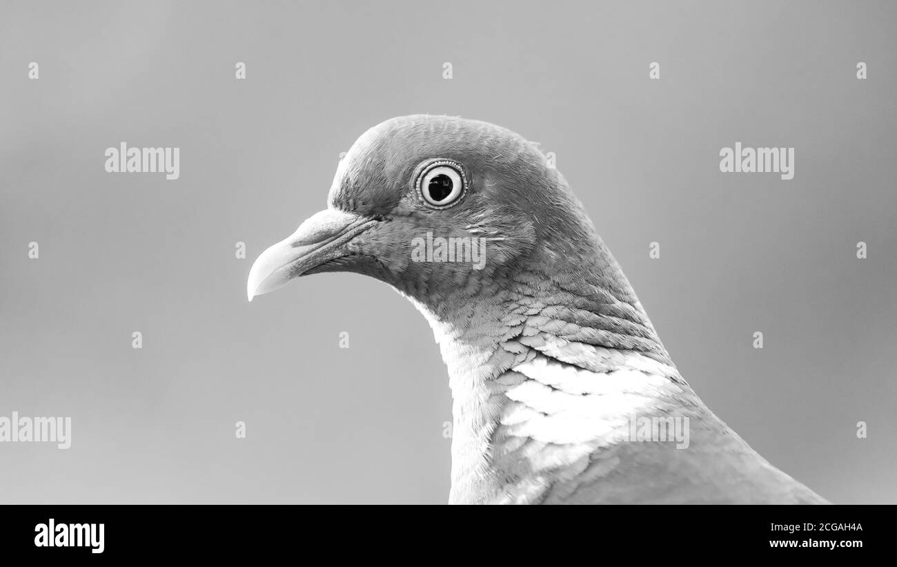 Ritratto di profilo del Pigeon del legno comune (Columba palumbus) in B&W con un bel sfondo sfocato, settembre a Uppland, Svezia Foto Stock