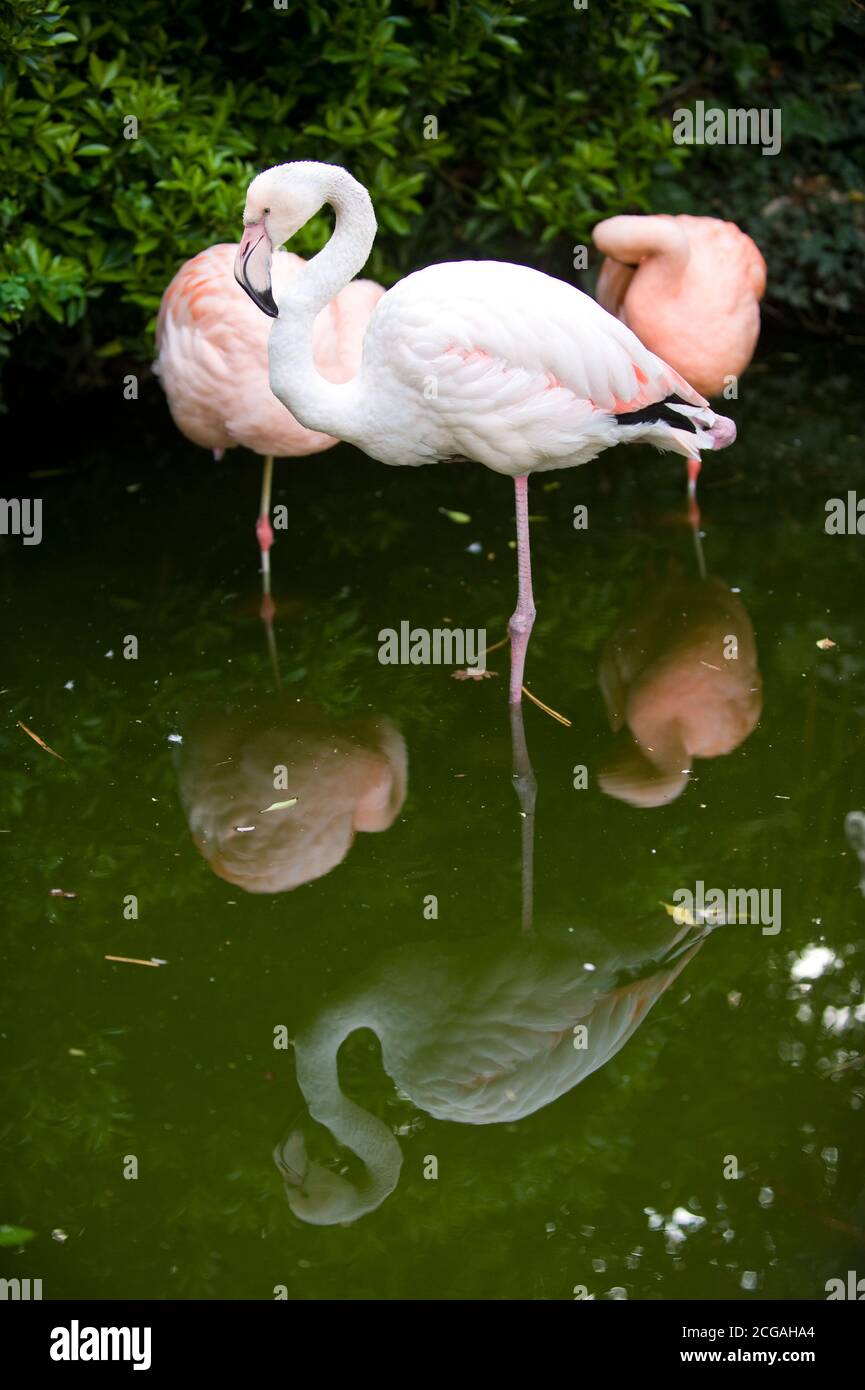 Kensington Roof Gardens (ora chiuso) Foto Stock