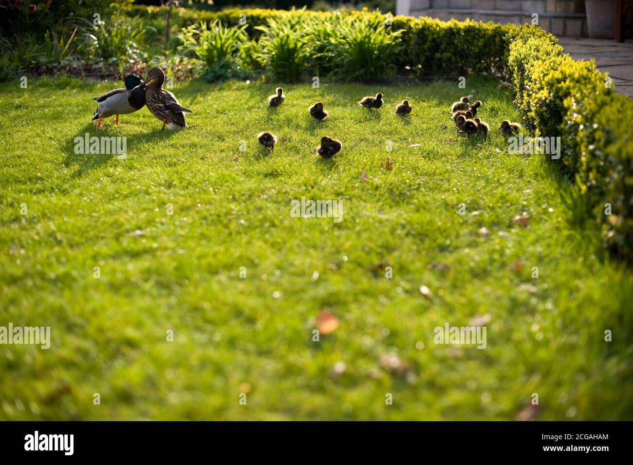 Kensington Roof Gardens (ora chiuso) Foto Stock