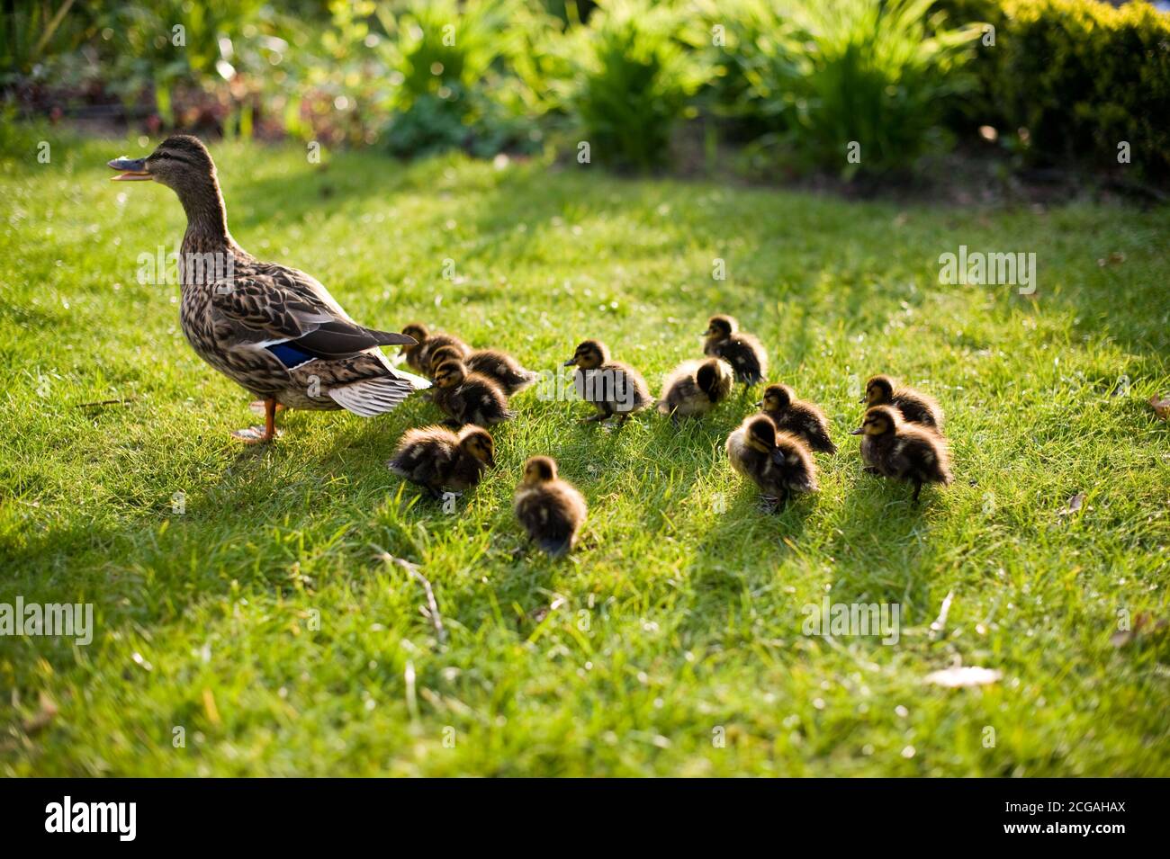 Kensington Roof Gardens (ora chiuso) Foto Stock