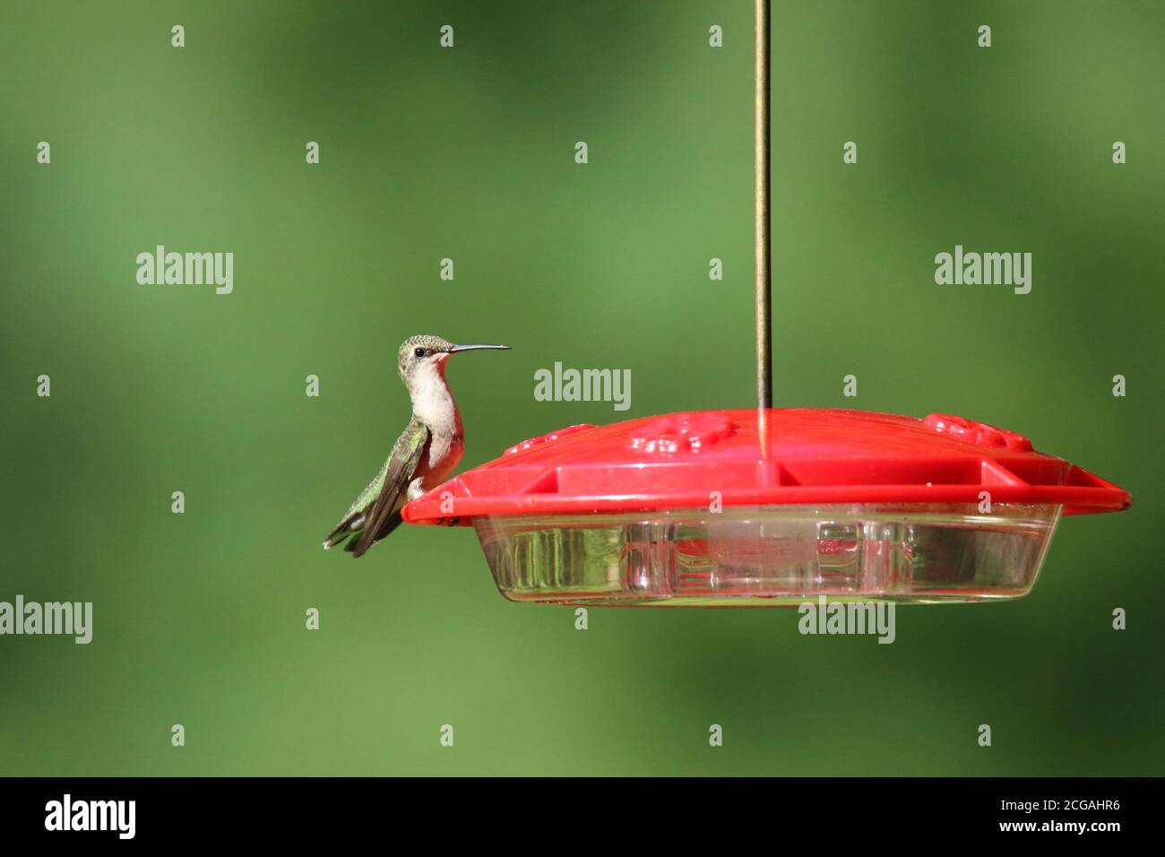 Rubino intorbida Hummingbird Archilochus colubris visitando un alimentatore in estate Foto Stock