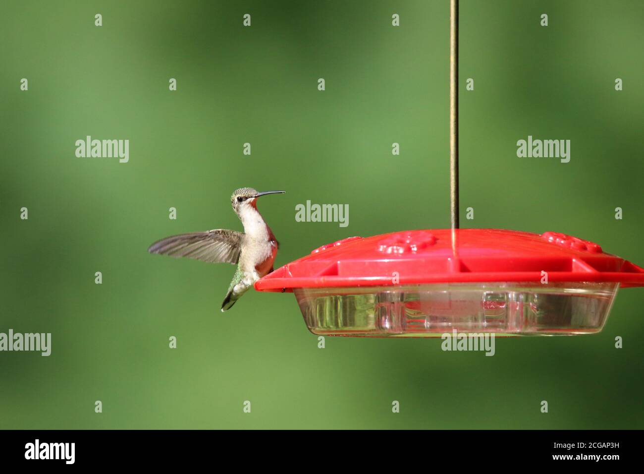 Rubino intorbida Hummingbird Archilochus colubris visitando un alimentatore in estate Foto Stock