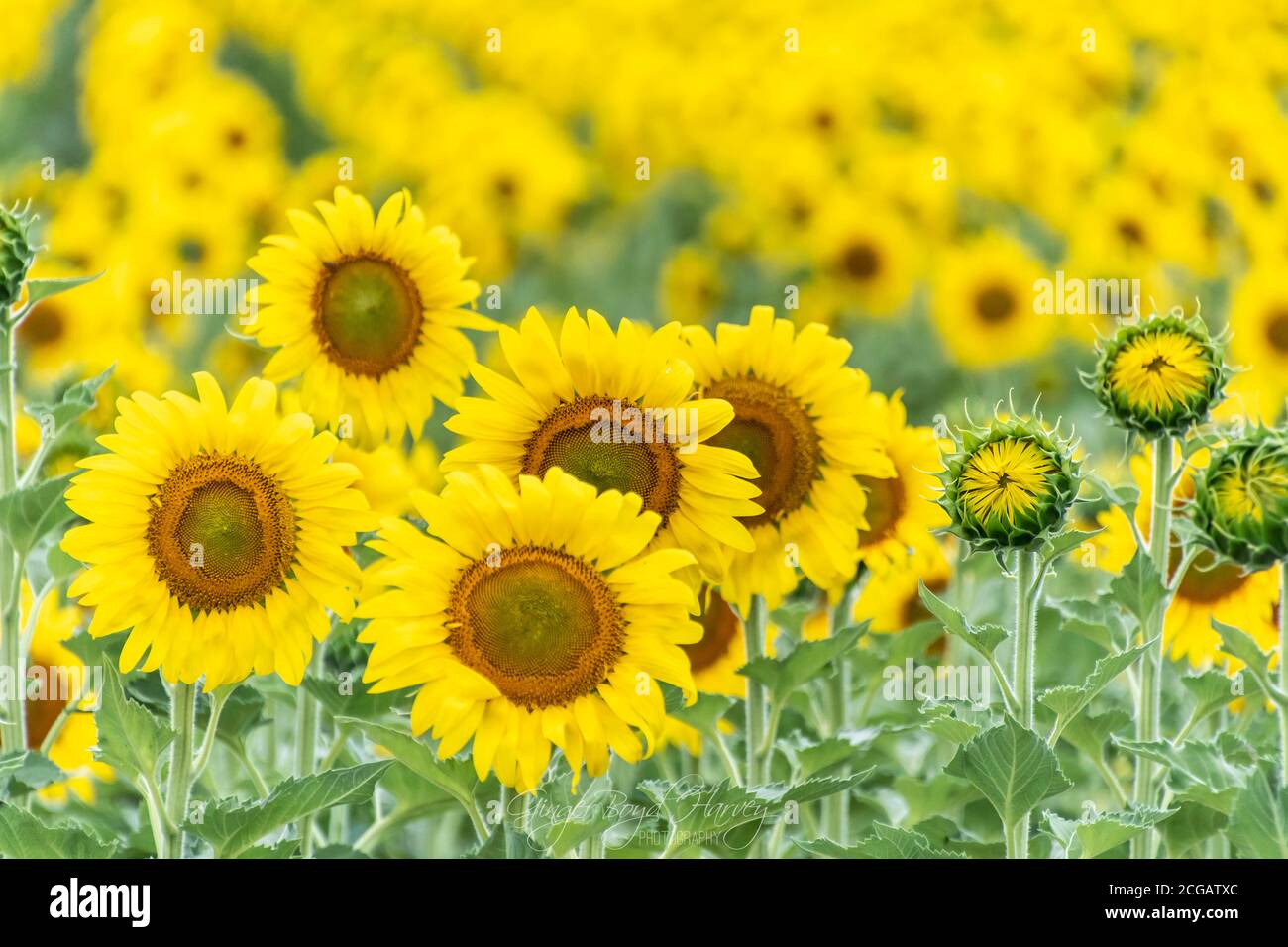 Girasole Famiglia foto Foto Stock