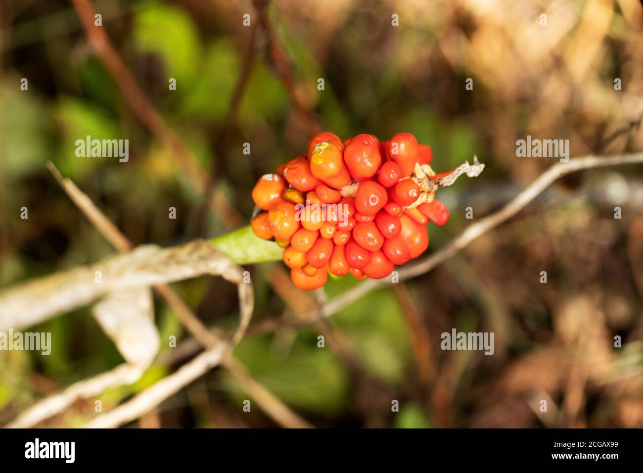 Bacche mature su un jack-in-the-pulpito (Arisaema tripyllum), noto anche come cipolla di palude, drago marrone, rapa indiana, rapina americana o rapa selvatica. Foto Stock