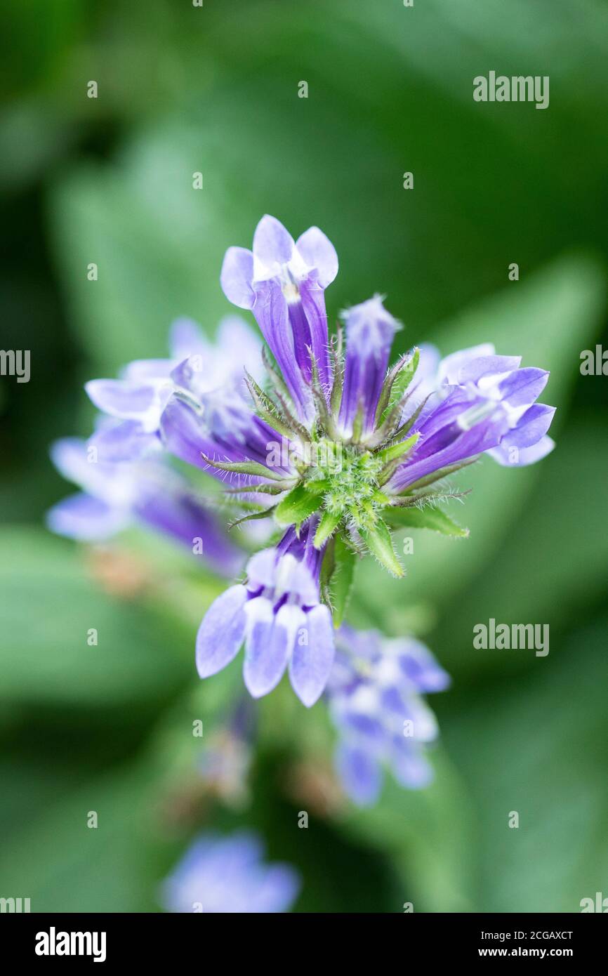 Grande lobelia blu (Lobelia sifilitica) nella famiglia Campanulaceae fiorente in Acton, Massachusetts, Stati Uniti. Foto Stock