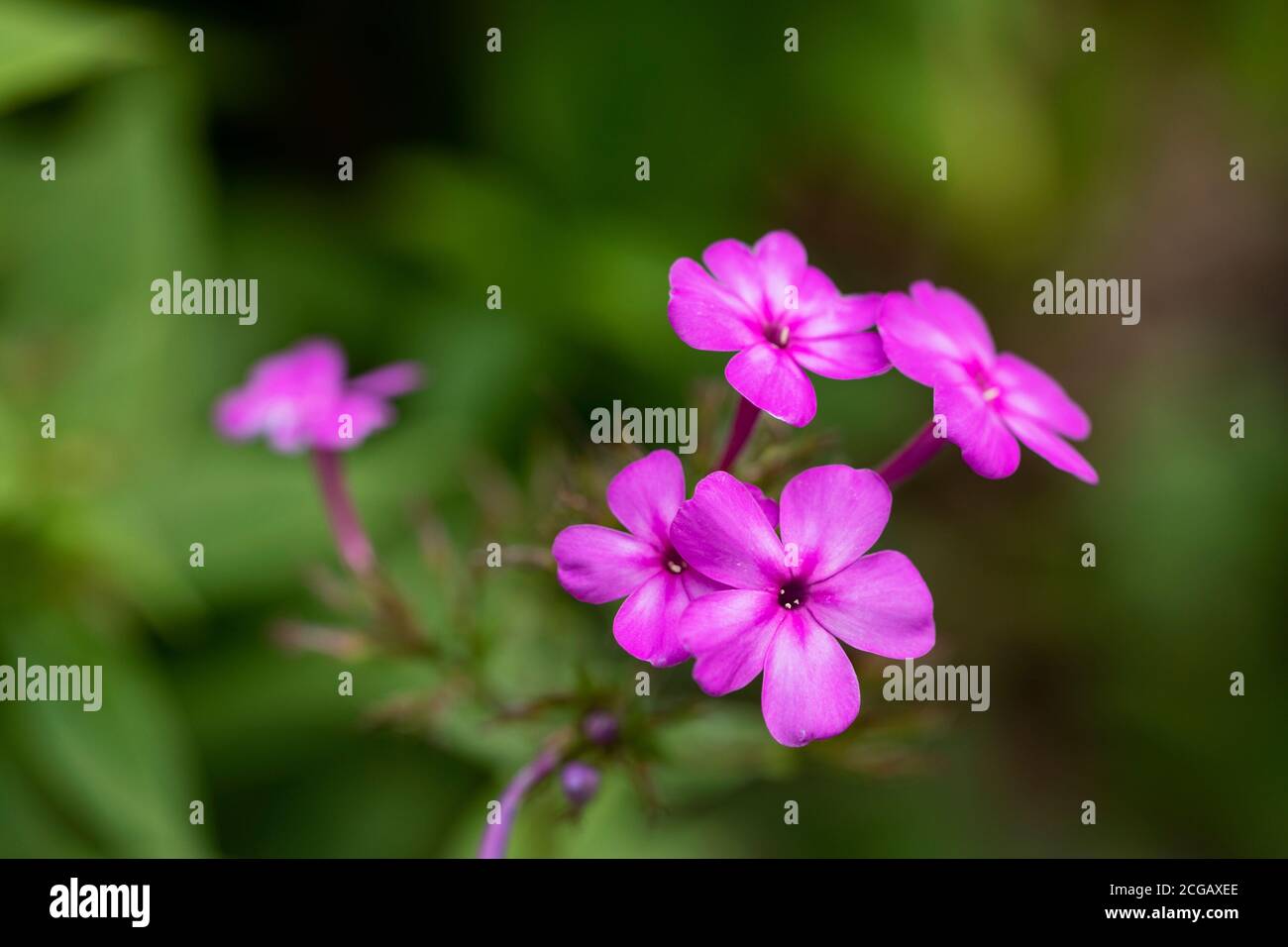 Phlox paniculata, conosciuta come flox caduta, flox giardino, flox perenne, o flox estate, in famiglia Polemoniaceae, fiorendo ad Acton, Massachusetts, USA. Foto Stock