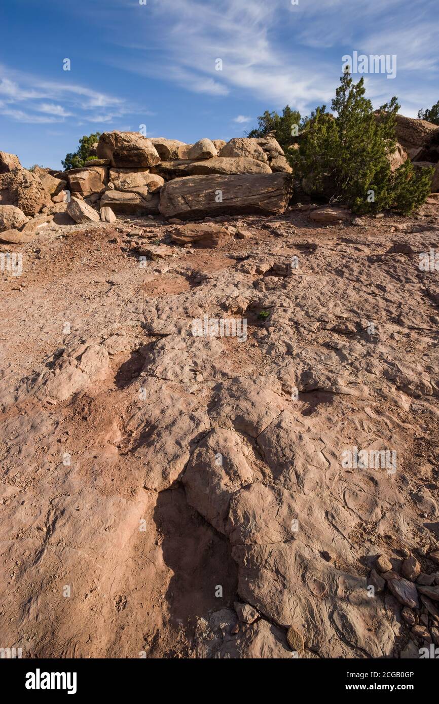 Tracce di dinosauro sauropodi di un Camarasauro nella pietra arenaria del Copper Ridge Trackway vicino a Moab, Utah. Foto Stock