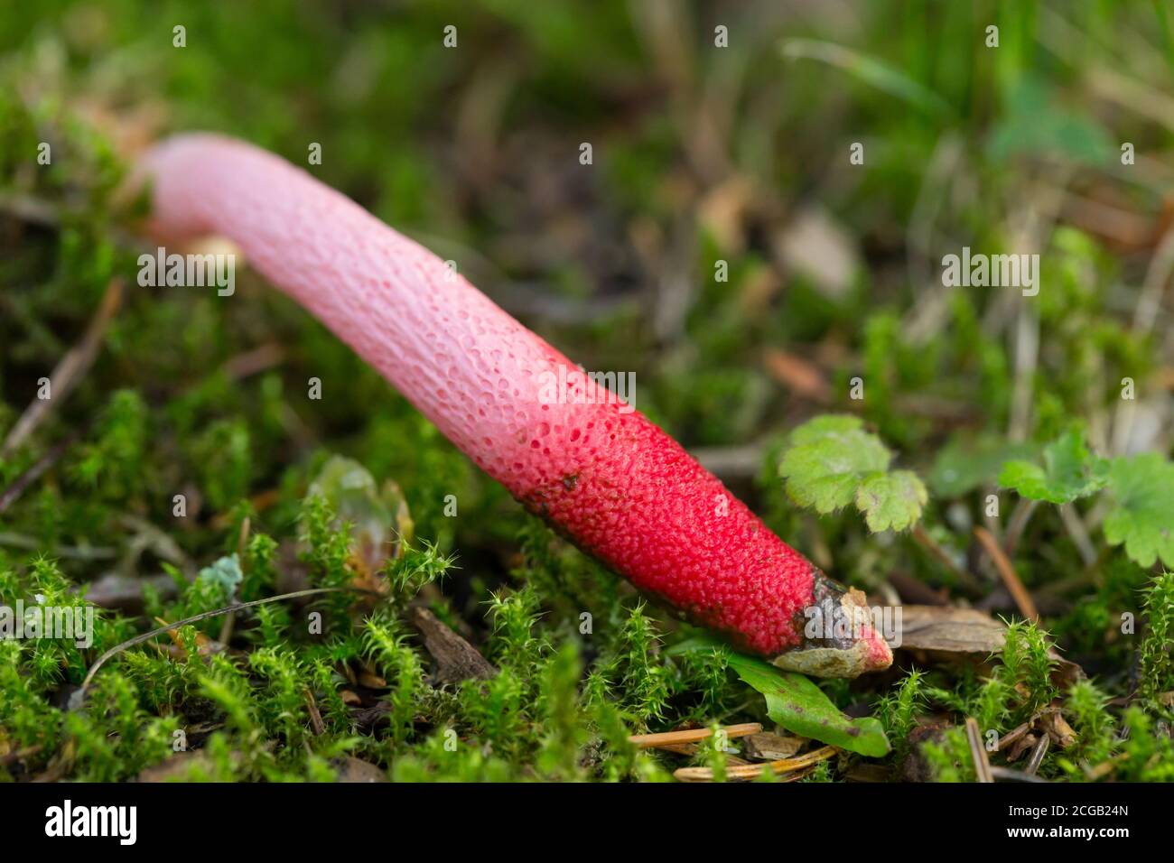 Fungo Stinkhorn (Mutinus ravenelii) Foto Stock