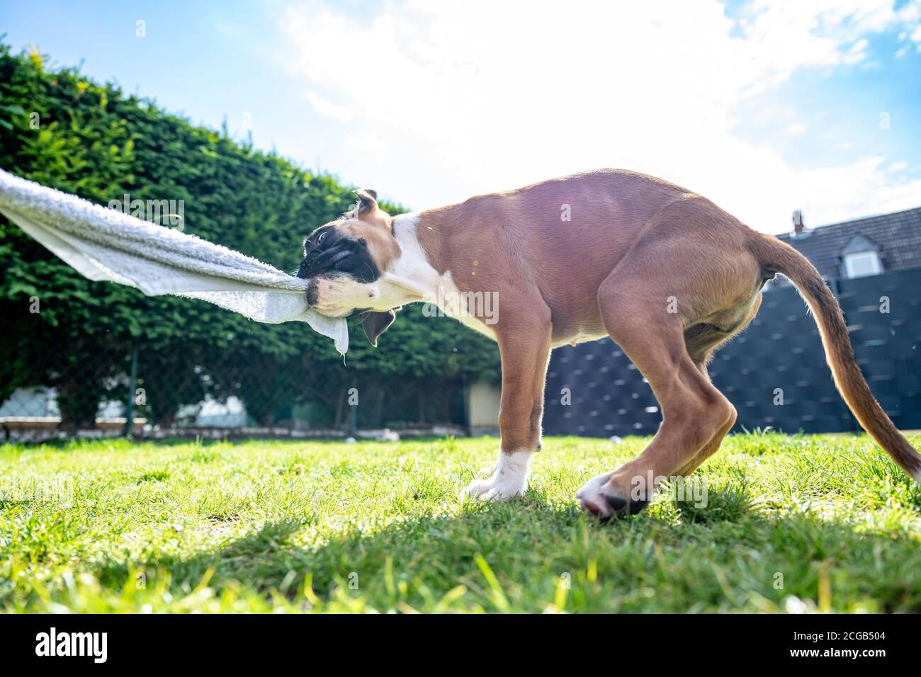 Giocoso giovane purebred dorato cane da boxe tedesco cucito su un asciugamano in giardino. Foto Stock