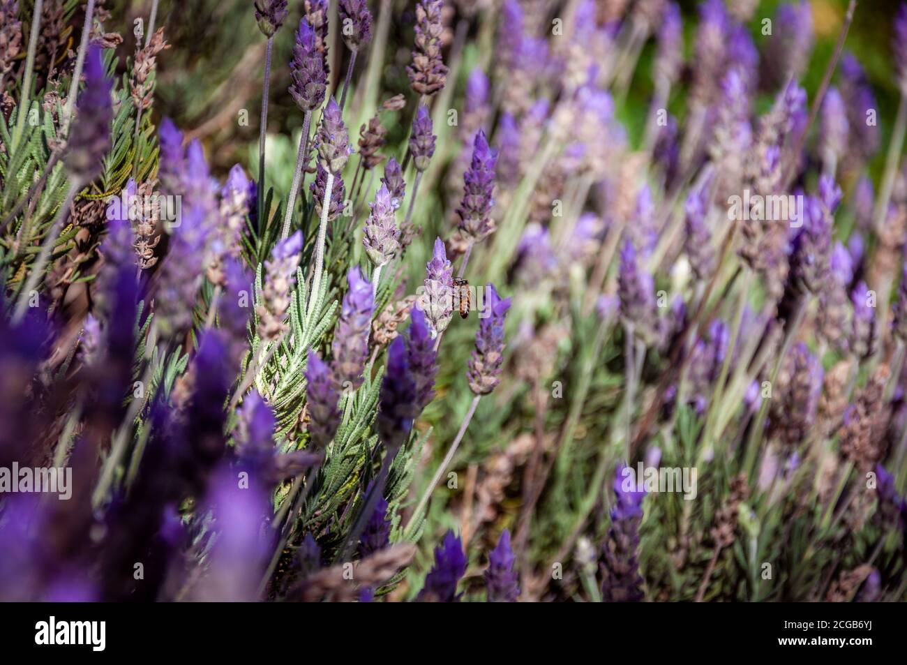 Bellissimo primo piano bokeh di colorato campo di lavanda con solo un'ape che impollinava i fiori viola e viola Foto Stock