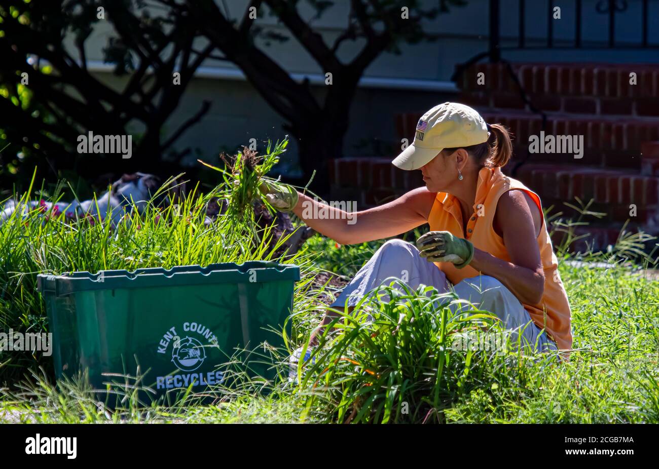 Chestertown, MD, USA 08/30/2020 :UNA donna che indossa il cappello è seduta sull'erba e tira erbacce dal suo giardino d'cortile anteriore utilizzando guanti da agricoltura. Lei collec Foto Stock