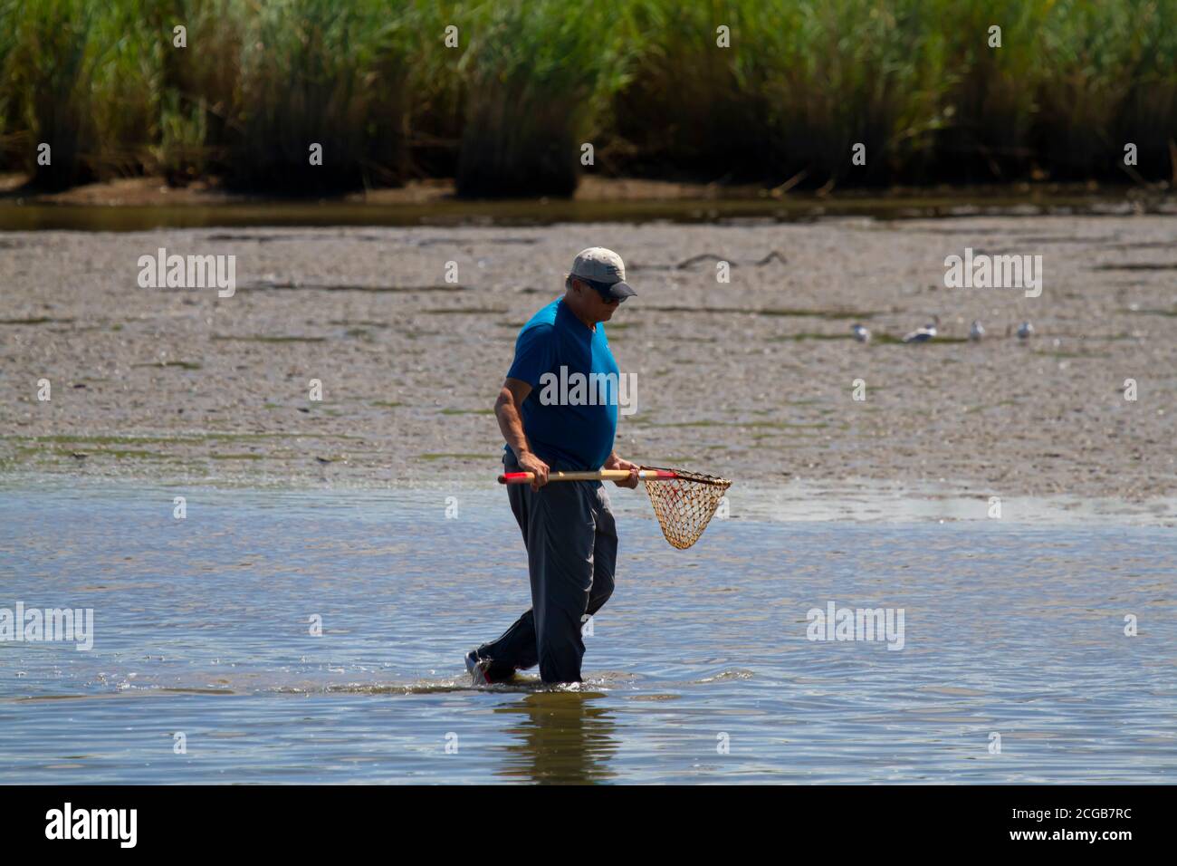 Eastern Neck, MD, USA 08/30/2020: Un uomo caucasico anziano che indossa cappello da baseball sta camminando in acque poco profonde in un estuario presso la baia di Chesapeake e tr Foto Stock
