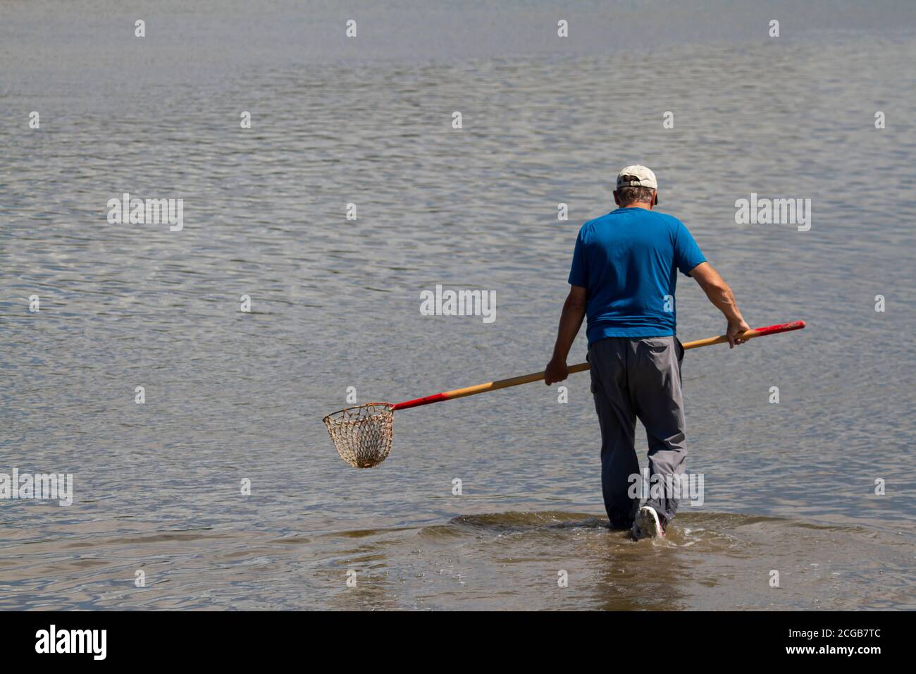 Un uomo caucasico anziano che indossa pantaloni impermeabili e baseball hat sta camminando in acque poco profonde in un estuario vicino La baia di Chesapeake e cercando di Foto Stock