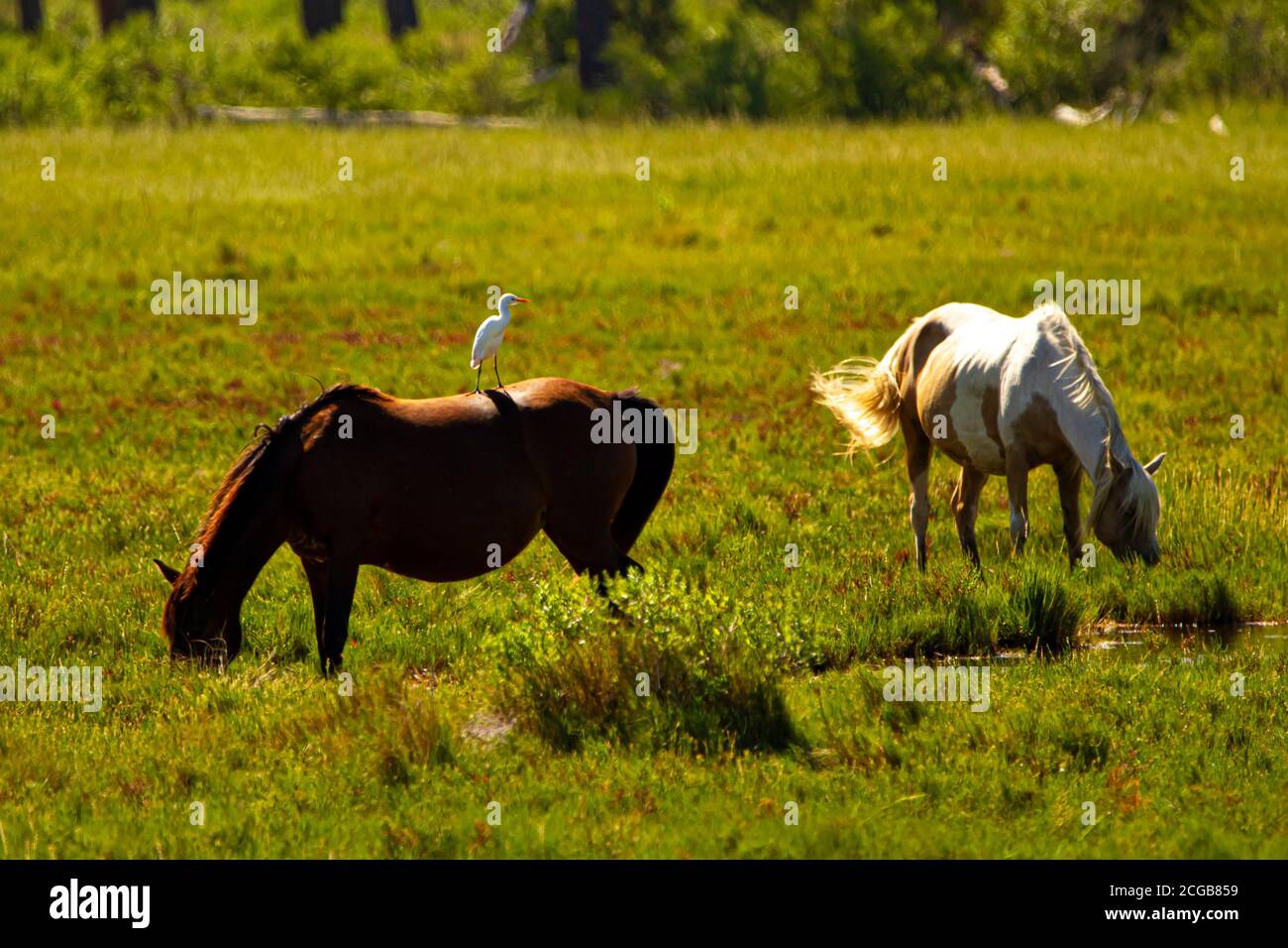 Primo piano immagine isolata di un bruno scuro e di un cavallo bianco selvaggio che pascolano su una prateria sull'isola di Assateague. Una garzetta bianca del bambino appollaiata sul marrone Foto Stock