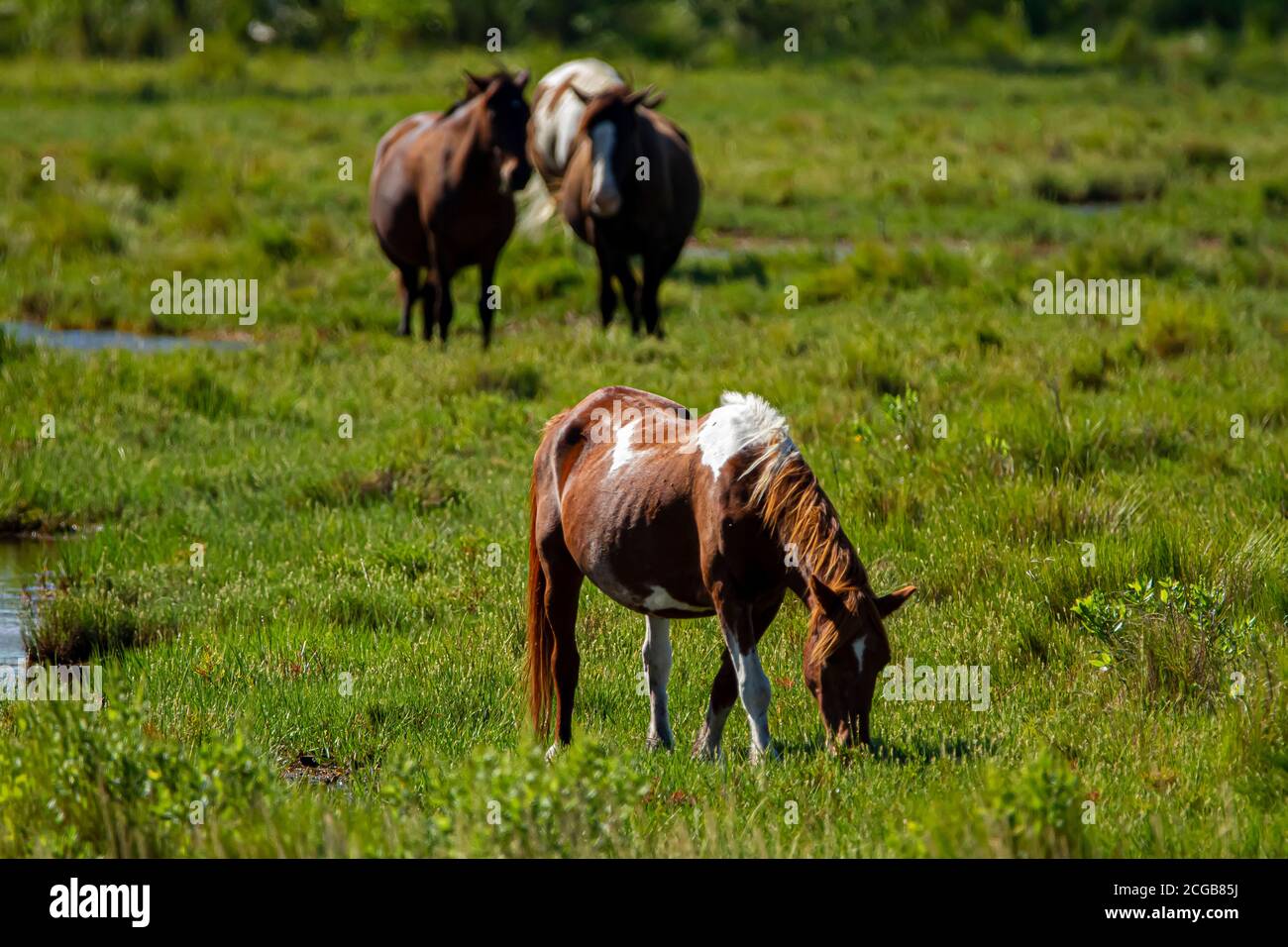 Primo piano immagine isolata di un marrone scuro e una Cavallo bianco macchiato selvatico pascolo su una prateria su Assateague Island. Questa posizione e' famosa per oltre 40 Foto Stock