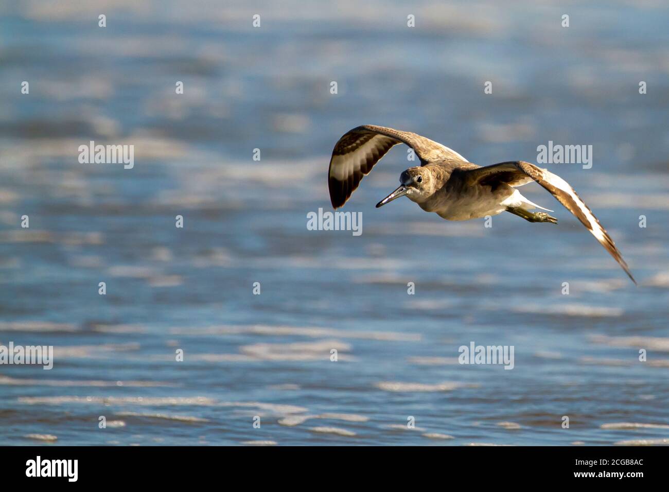 Primo piano immagine isolata di un sandpiper semipalmatizzato (Calidris pusilla) che sorvola le onde dell'Oceano Atlantico sulla costa dell'isola di Assateague. THI Foto Stock