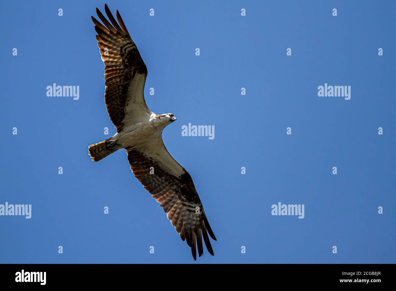 Colpo isolato in testa di un falco di mare (Pandion haliaetus) in volo contro il cielo blu chiaro. La luce solare provoca l'illuminazione del bordo sulle sue piume. Foto Stock