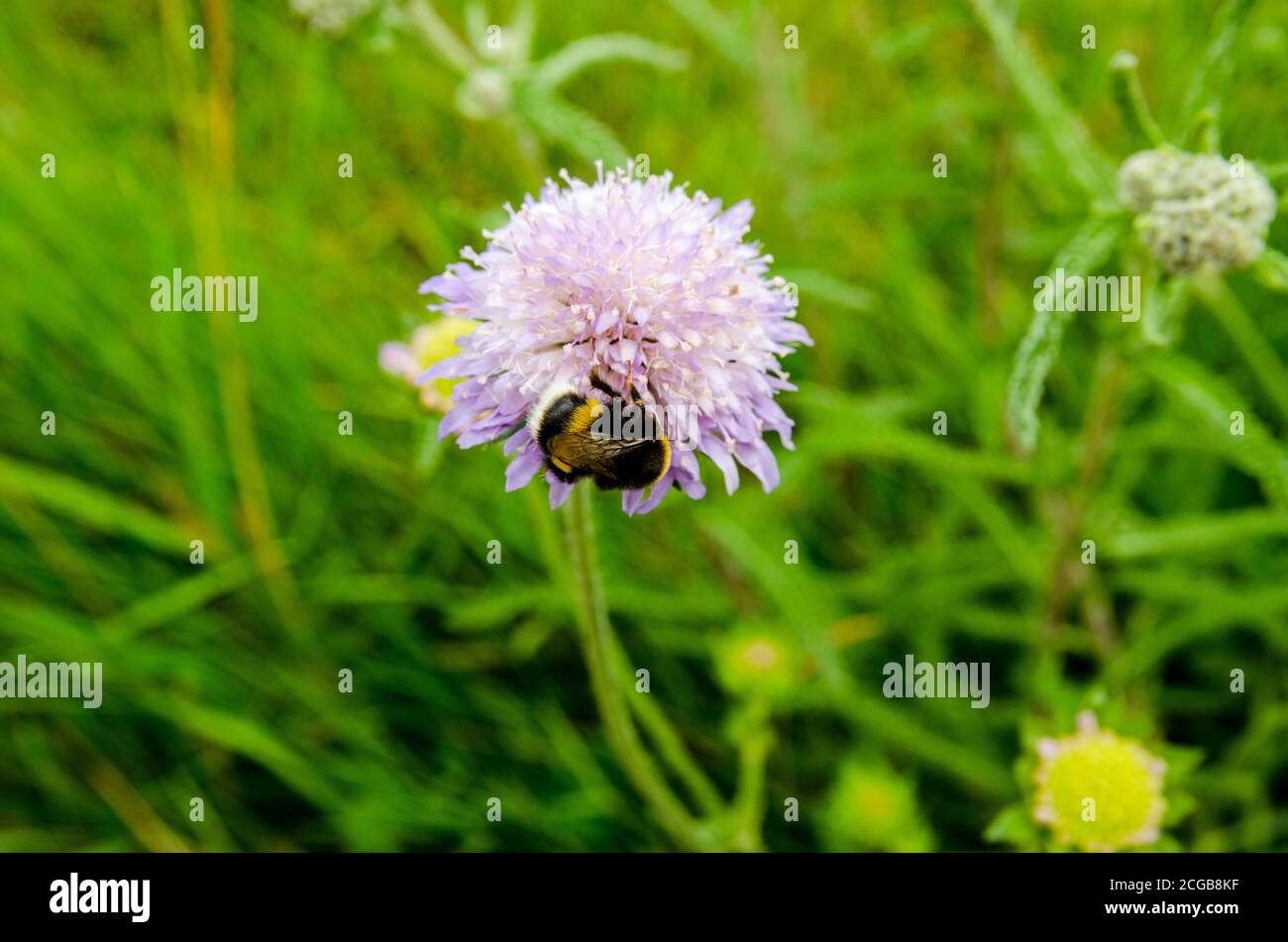 Un'ape bumble coperta di polline come si nutre da un fiore selvaggio blu scabioso in un hedgerow a Basingstoke, Hampshire. Foto Stock