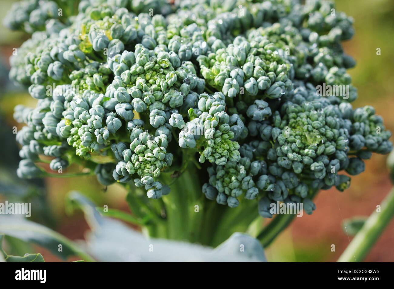 Giovani broccoli che crescono sul letto vegetale Foto Stock