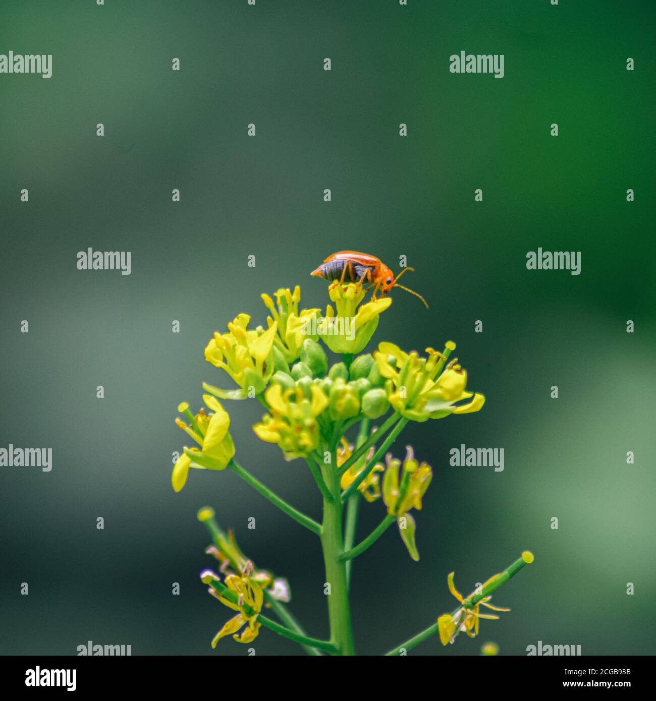 Fiore di colza e un bug. Catturato con NIKON D3400 e leggermente modificato in Lightroom Foto Stock