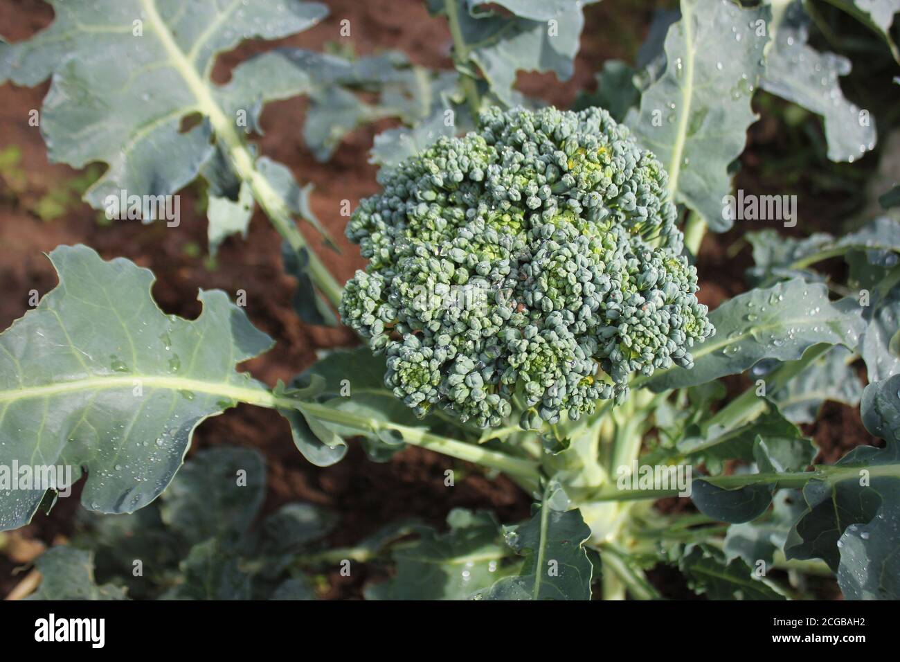 Giovani broccoli che crescono sul letto vegetale Foto Stock