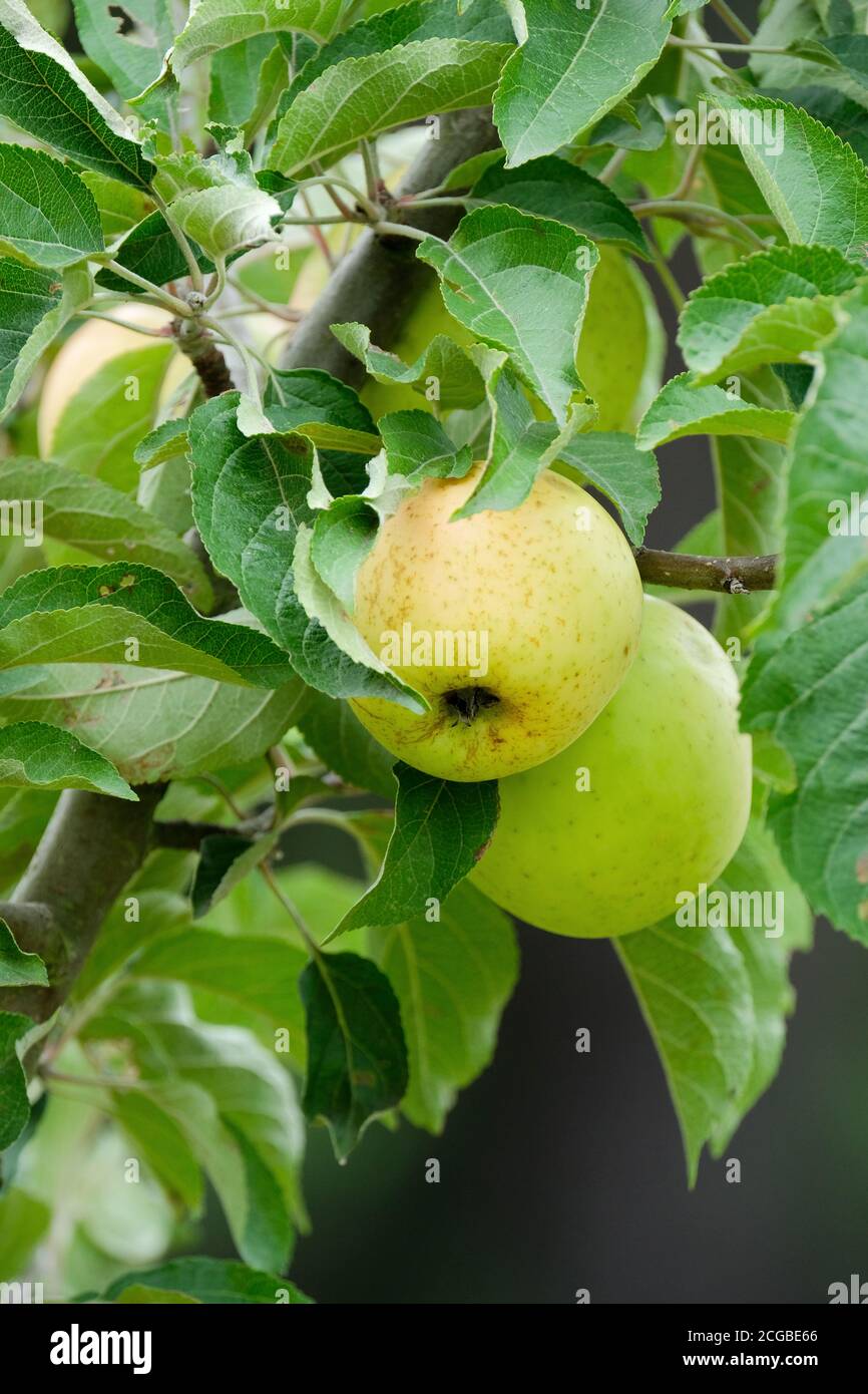 Sidro mela "Golden Ball". Mele che crescono su un albero. Malus pumila "Golden Ball" Foto Stock