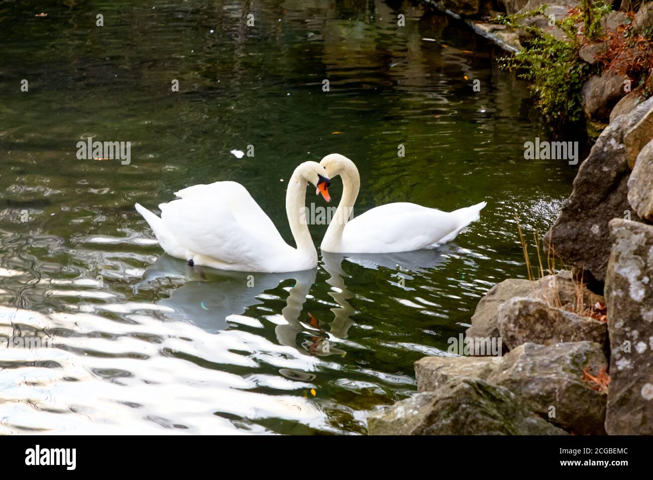 Due cigni bianchi nello stagno arcuato i loro colli dentro la forma dei cuori Foto Stock