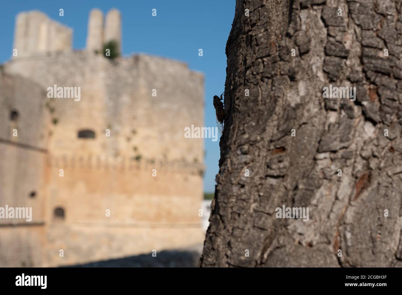 cicada su un albero con dietro un castello Foto Stock