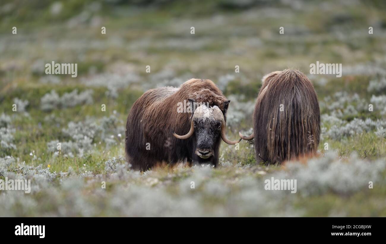 Muschio di bue (Ovibos moschatus) nel parco nazionale delle Montagne di Dovre, Norvegia Foto Stock