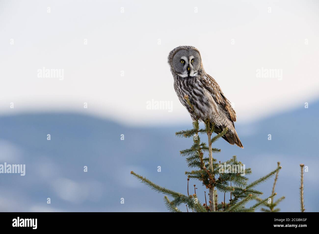 Norvegese grande gufo grigio (Strix nebulosa) in inverno, guardando dritto alla fotocamera Foto Stock