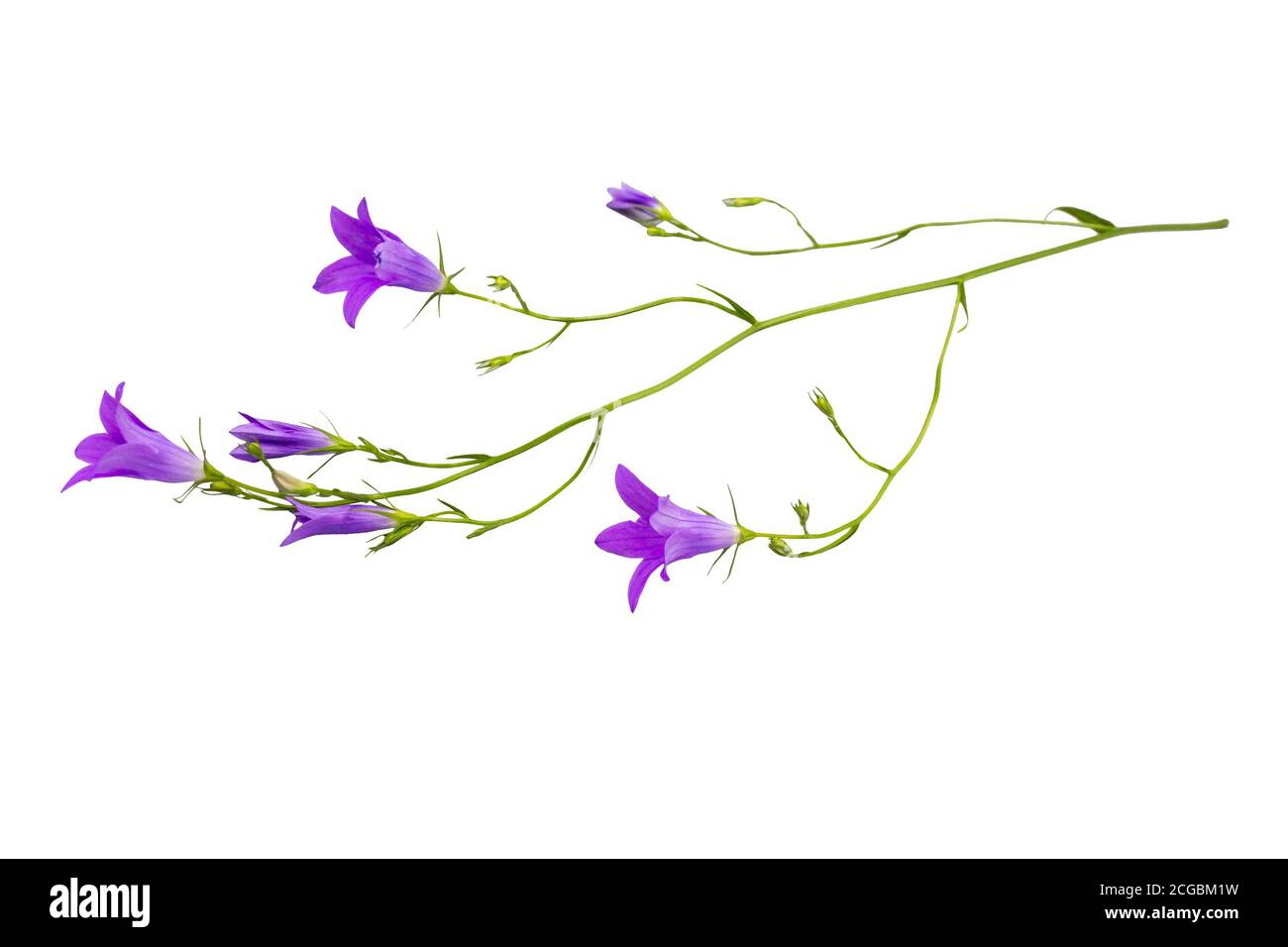 Fiore viola fiore campana isolato su sfondo bianco Foto Stock