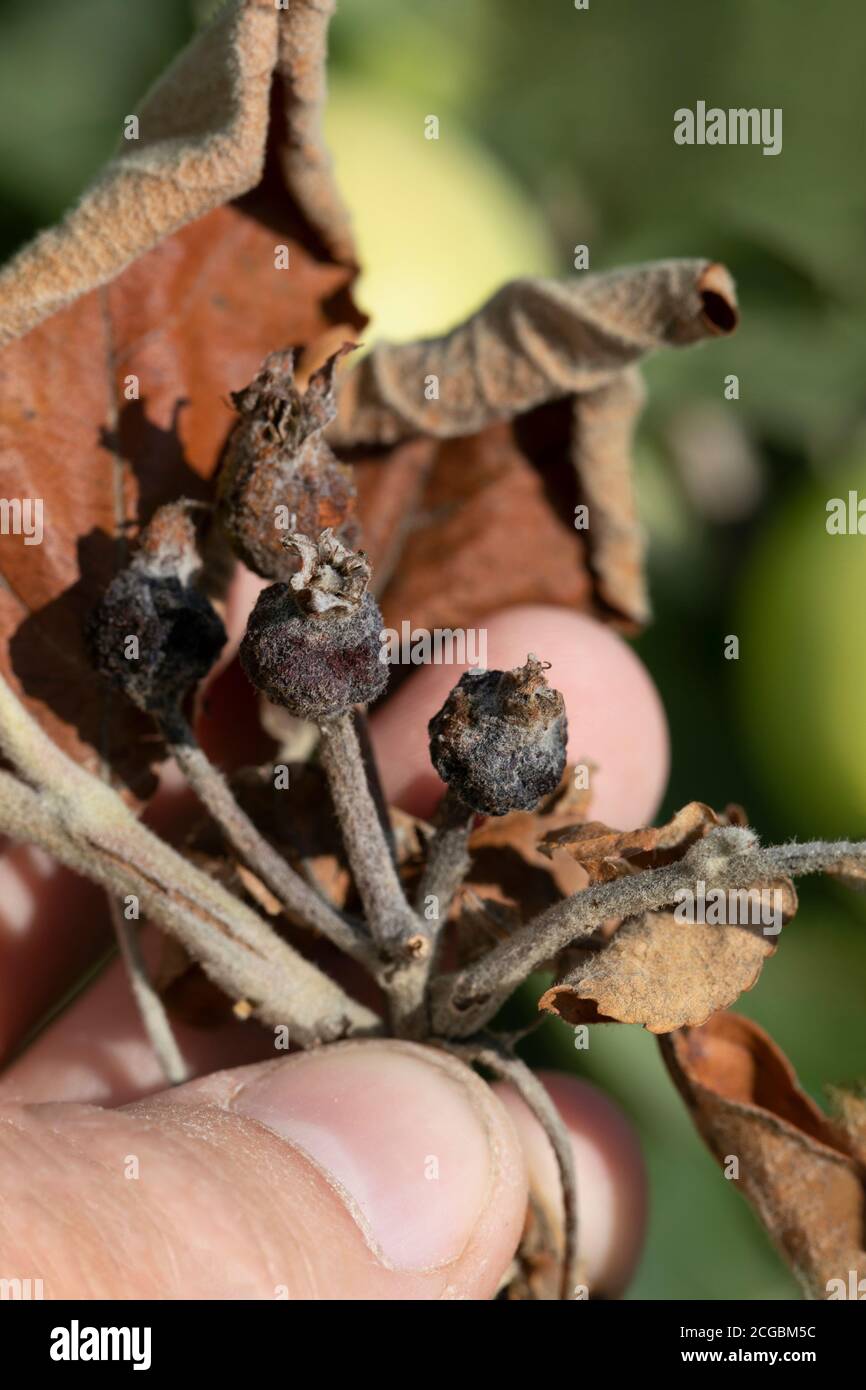 L'ustione batterica degli alberi da frutto è causata da funghi e batteri patogeni. Porta alla morte di frutti e alberi Foto Stock