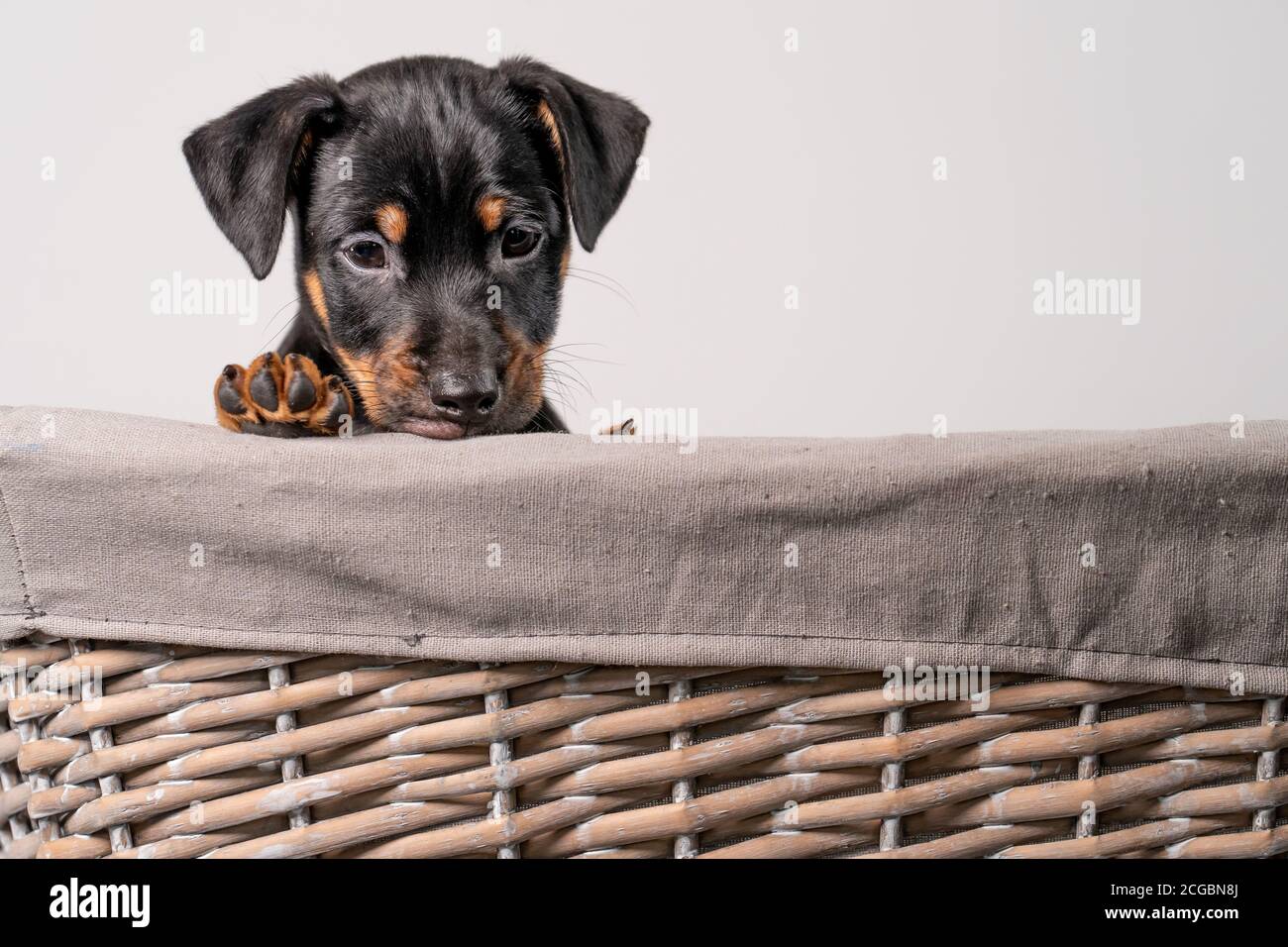 Un ritratto di un adorabile cucciolo Jack Russel Terrier, in un cesto di vimini, isolato su sfondo bianco Foto Stock