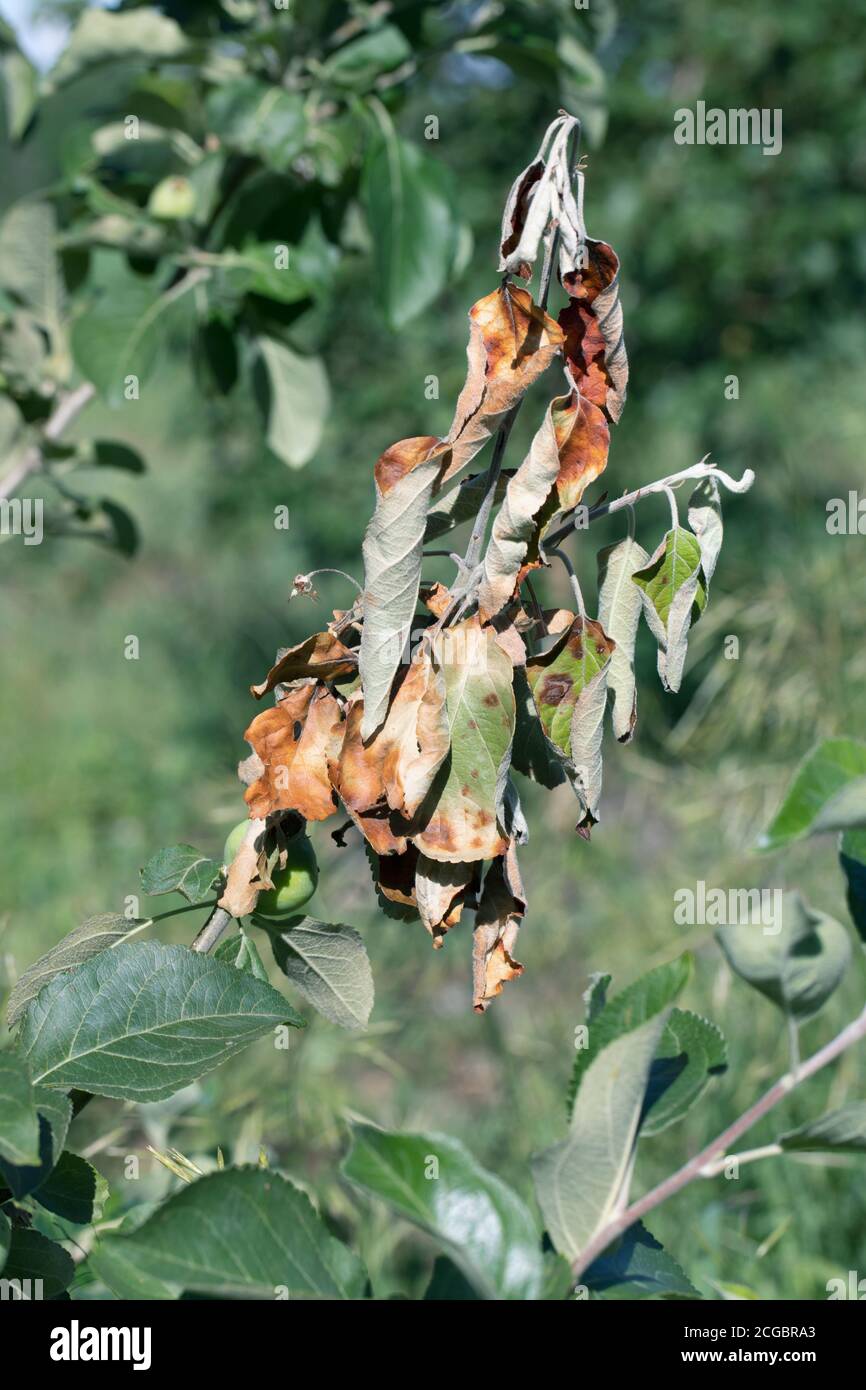 L'albero di frutta ha malattia fungina. Macchie marroni sulle foglie. Foto Stock