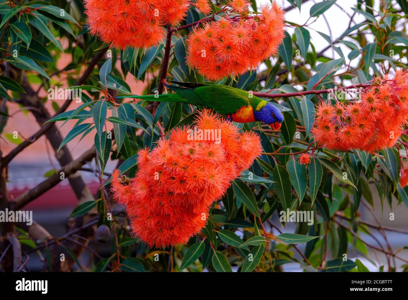 Rainbow Lorikeet (Trichoglossus moluccanus) che si nutre di un albero di gomma fiorente nani in un cortile suburbano, Melbourne, Victoria, Australia Foto Stock