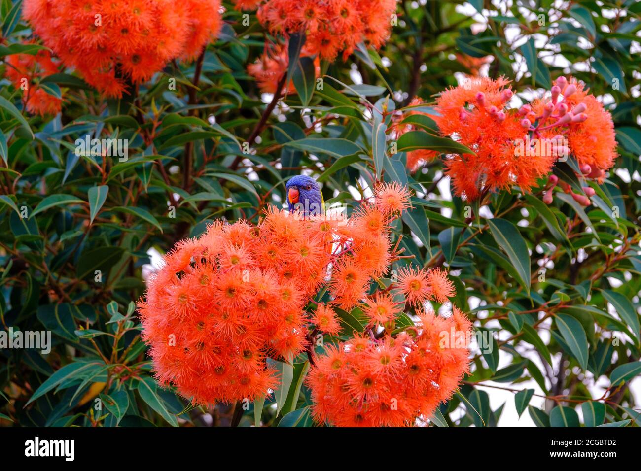 Rainbow Lorikeet (Trichoglossus moluccanus) che si nutre di un albero di gomma fiorente nani in un cortile suburbano, Melbourne, Victoria, Australia Foto Stock