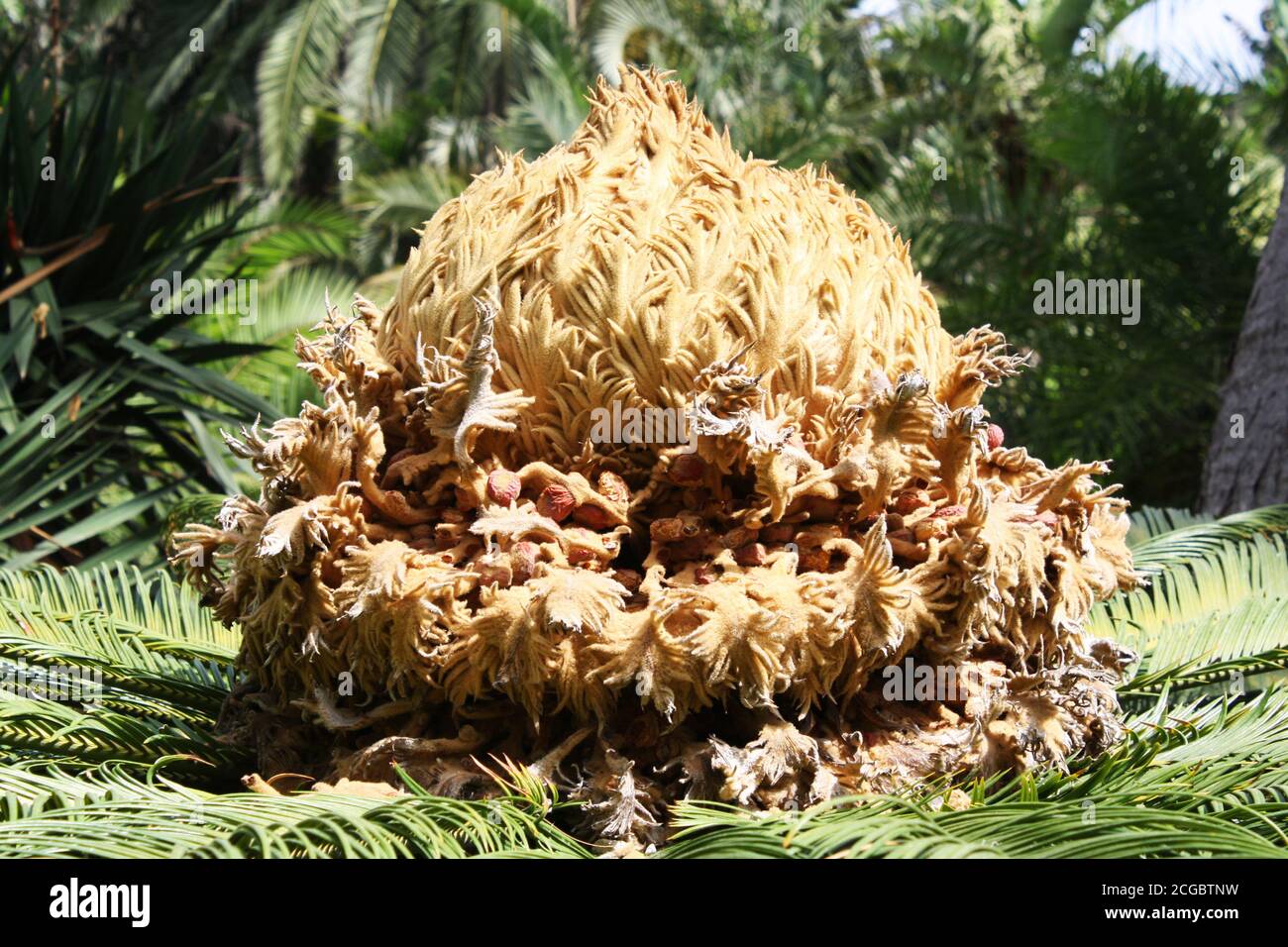 Palmfarn Foto Stock
