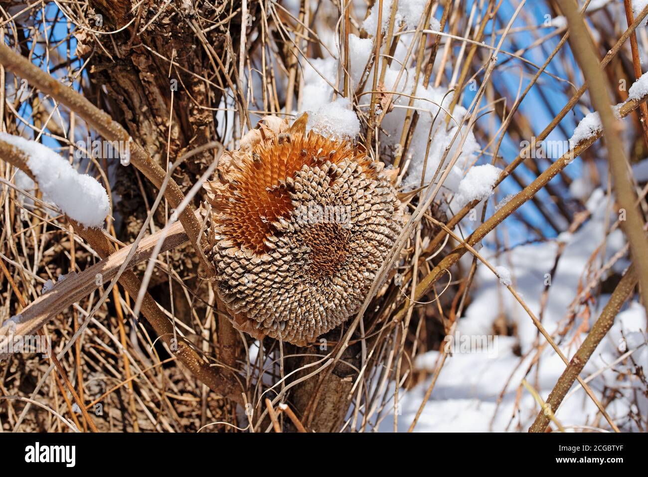 Alimentazione invernale per uccelli con semi di girasole Foto Stock