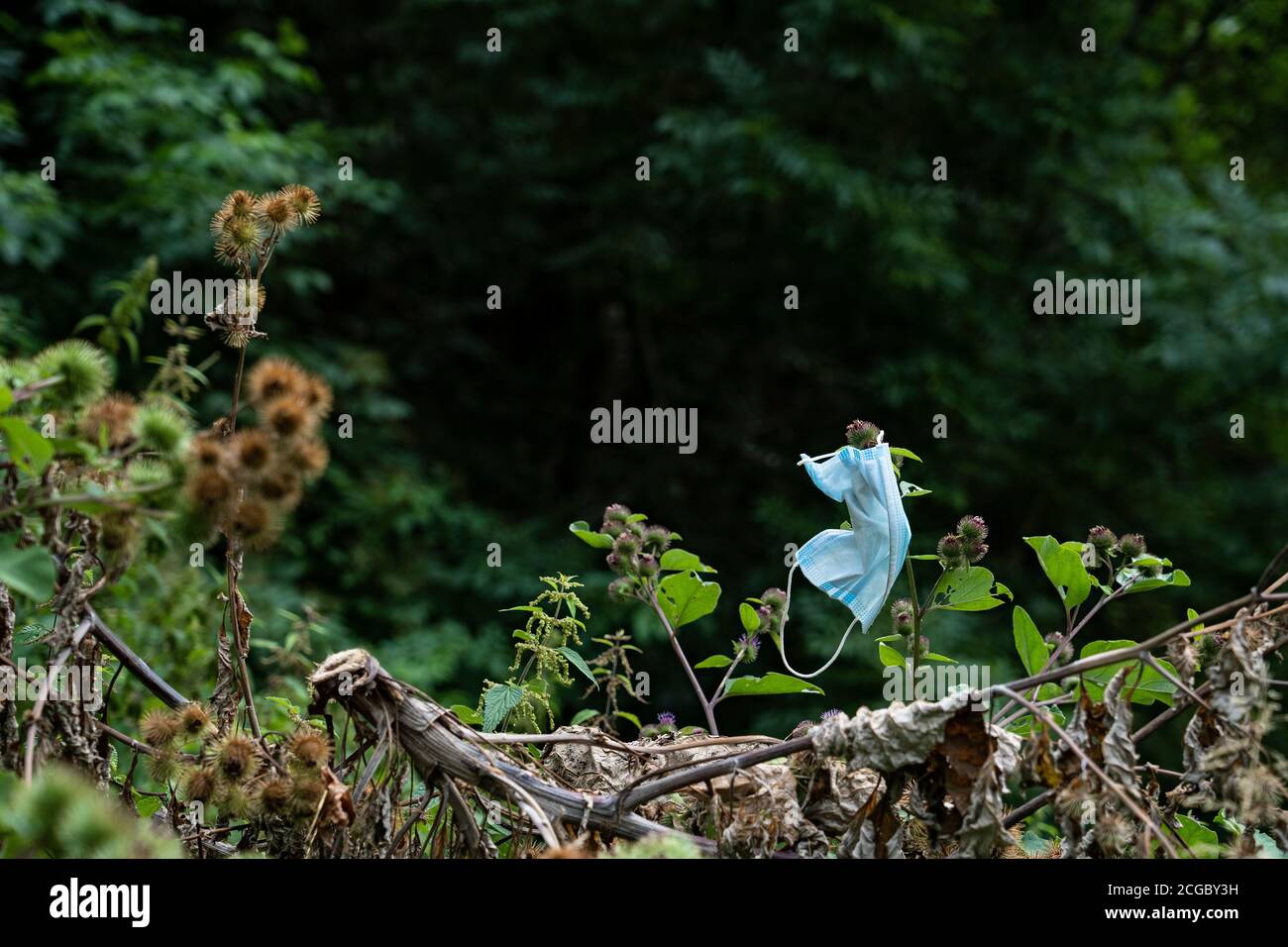 Una maschera chirurgica gettata in natura. Un esempio di comportamento irresponsabile. Foto Stock