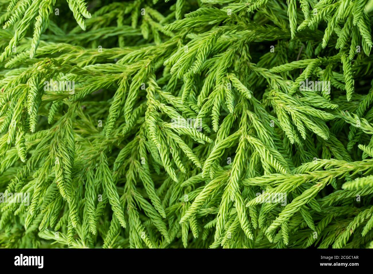 Cryptomeria japonica 'Spiralis'. Primo piano di rami ricoperti da una massa densa di spirali strette e ritorte di aghi verdi. Foto Stock
