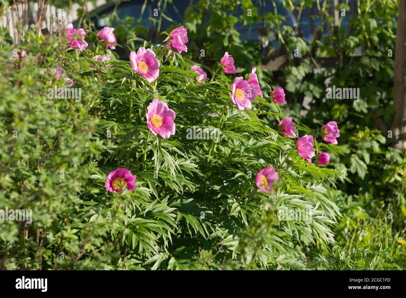 Grande cespuglio di una semplice peonia rosa selvatica della radice di Maryin (lat. Paeonia anomala) fiorisce nel giardino. Foto Stock