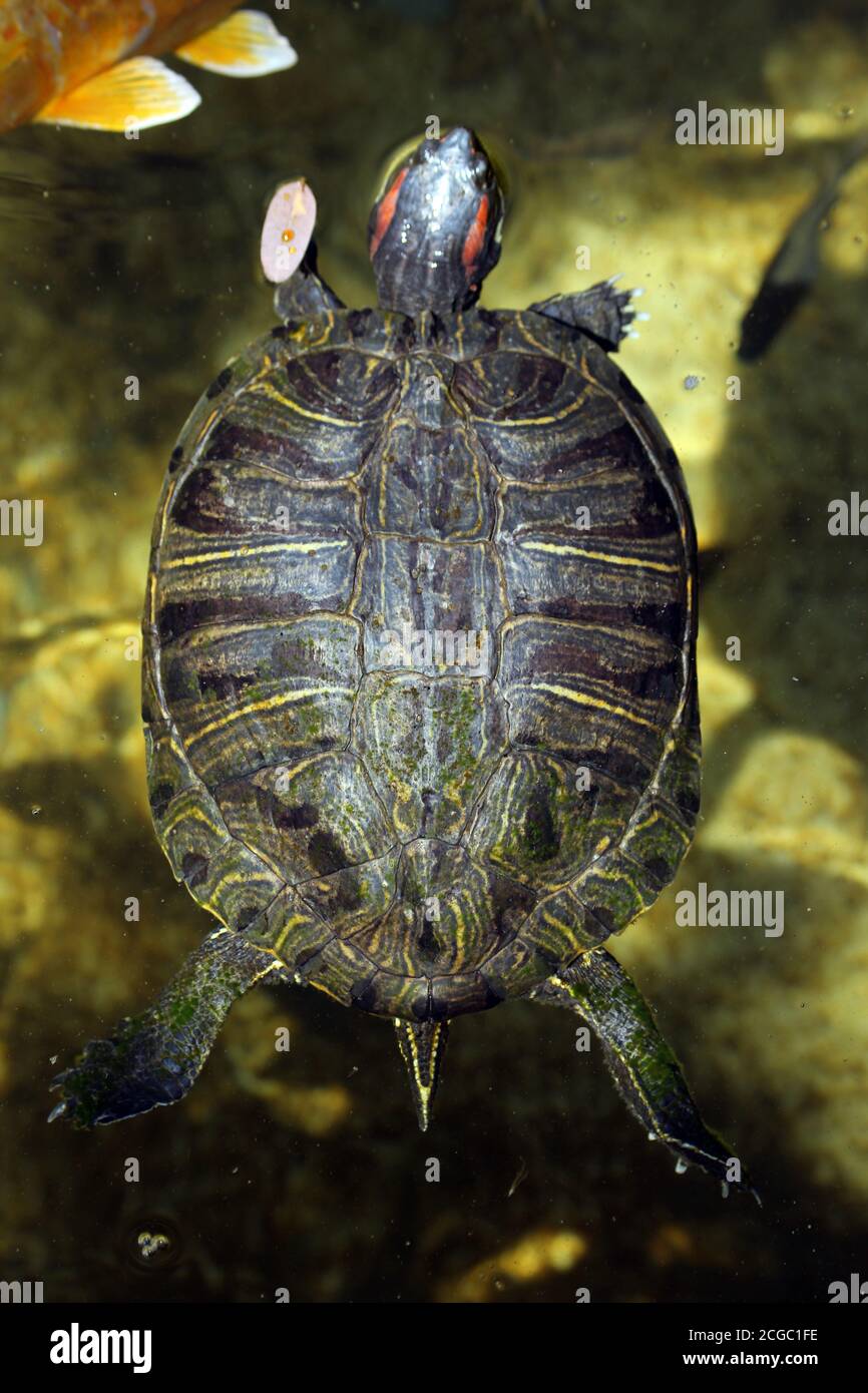 Rotwangen-Schmuckschildkröte Foto Stock