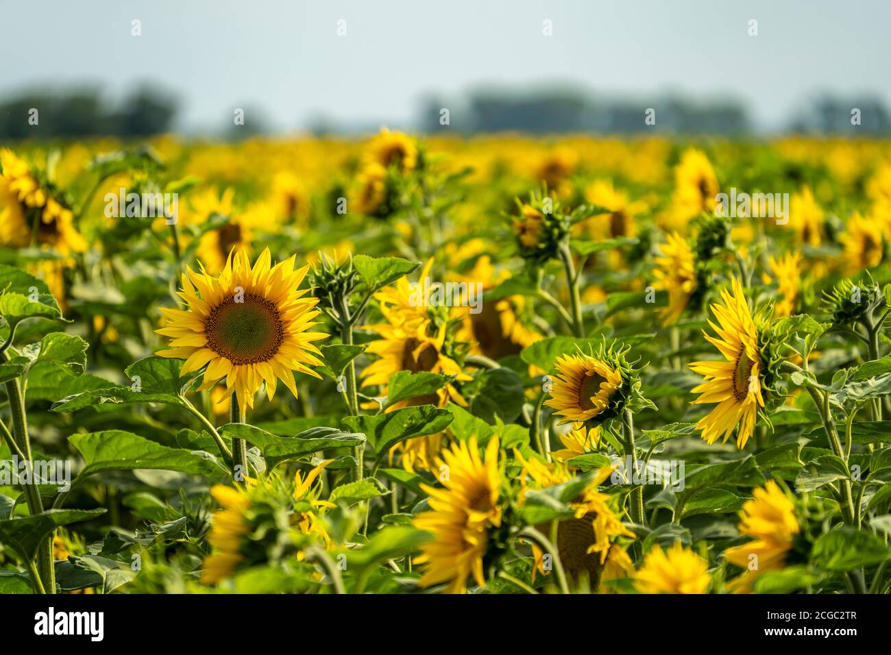 Feld mit Sonnenblumen bei Jerichow, Sachsen-Anhalt, Deutschland | campo di girasole nei pressi di Jerichow, Sassonia-Anhalt, Germania Foto Stock