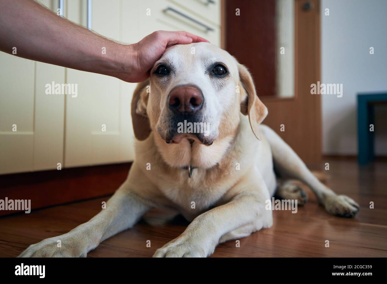 Mano di cane stroking uomo. Proprietario di animali domestici con il suo vecchio labrador Retriever a casa. Foto Stock