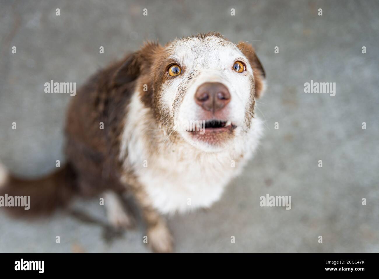 Espressione colpevole del cane collie di bordo che viene rimproverato per ottenere fangoso Foto Stock