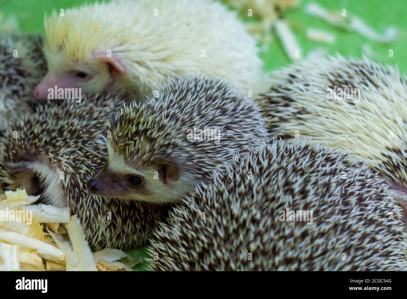 Tra gli altri. Vfaunistico hedgehog europeo Foto Stock