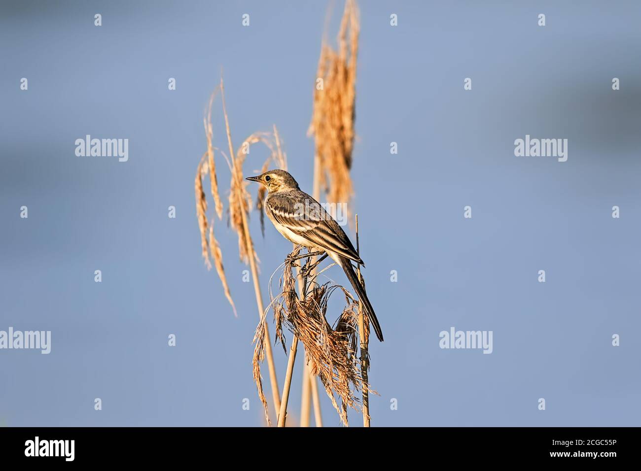 sedge warbler nel suo ambiente naturale Foto Stock