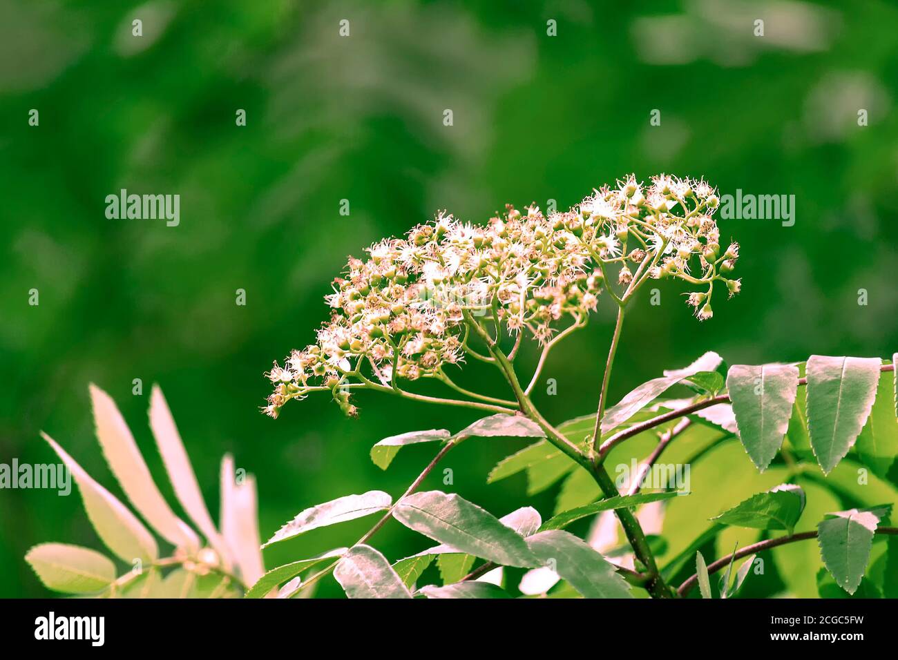 Fiori di cenere di montagna comune sui rami. Sfondo con sfocatura radiale verde. Foto Stock